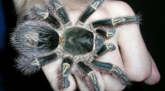 Пајаци-птици