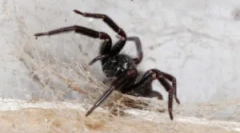 Пајаци во куќата: каде доаѓаат и зошто