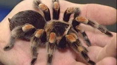 Пајаци во куќата