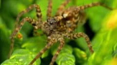 Пајаци волци - кои се?