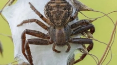 Puculturational. Градење и карактеристики