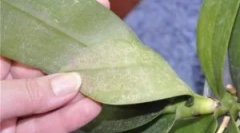 Ceutain и школка крлеж на орхидеи