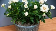 Временски крлежи за градина и соба роза