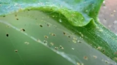 Веб крлтар: опис, видови и живеалишта