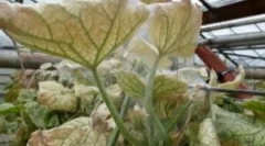 Калдрмани крлежи во стаклена градина