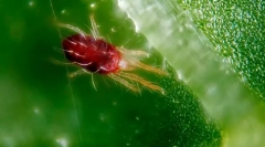 Калдрма крлежи