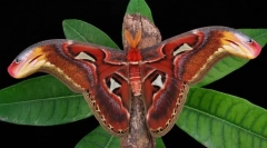 Павлинагреза атлас