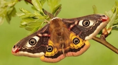 Павлин очи малаја