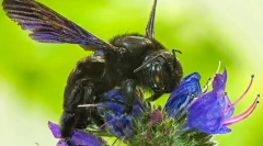 Пчела столар