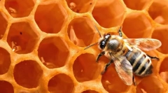 Пчела восок