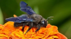 Пчела-столар