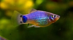 Песилија (poecilia)