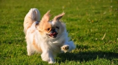 Pekingese (фото): вид, посветен и горд куче за сопственици на љубов