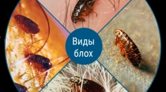 Дали болви се пренесуваат на луѓе од животни?