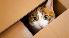 Преместување на маче во нов дом