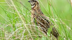 Quail