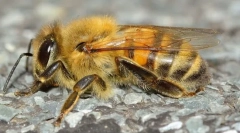 Мефонија инсекти