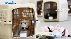 Превоз на куче