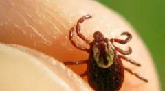 Период кога крлежите се најактивни и опасни