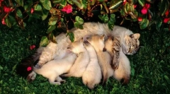 Период на лактација и едукација на потомци во мачки