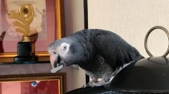 Перnaya ѕвезда zhora макаров: видео каде што јац го вели неговото име и презиме