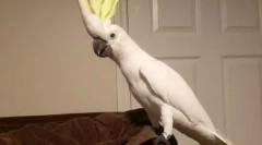 Парнација дека диска 90-ти: папагали танци под сите