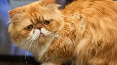 Персиска мачка (слика): животинска уметничка бохемија