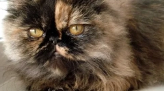 Персиска раса на мачки