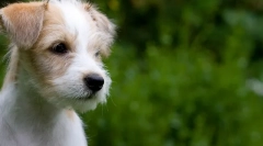 Кутре прва фризура