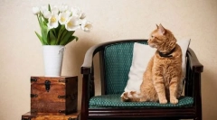 Првите денови на мачката во куќата