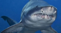 Песок ајкула