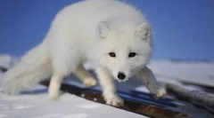 Пролетта сина