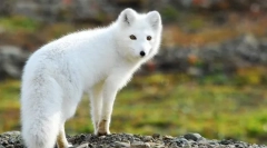 Пролет обични