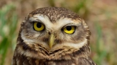 Пештера був