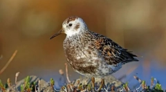 Песок и песок на беенгај