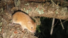 Pestrushka жолта