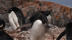 Пингвин адел