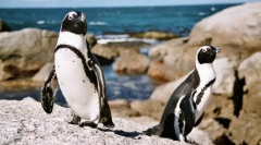 Пингвин глацијал