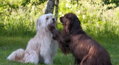 Pyrenean shefherd (фото): роден чувар и пастир