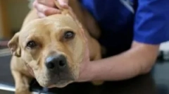 Пироплазмоза: симптоми, дијагноза и третман