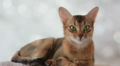 Исхрана на абисински мачки: чувајте ја храната или природна храна