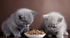 Исхрана на британските мачки дома