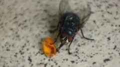 Исхрана на домашни и други муви