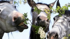 Коњска храна и навики