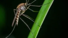 Храна комарци и имагинарна крв