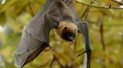 Исхрана на испарливи глувци во природата и дома