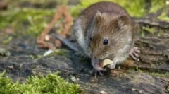 Храна глувци во дивиот свет и дома