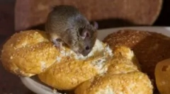 Исхрана глувци во куќата и дали сакаат сирење