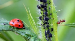 Инсекти за исхрана