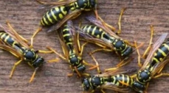 Исхрана оперативен систем и осин мед